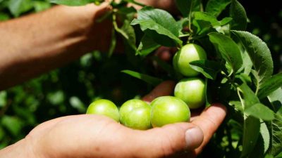 Kocaeli’nin Kartepe ilçesinde kendine has lezzeti, aroması ve sulu yapısıyla