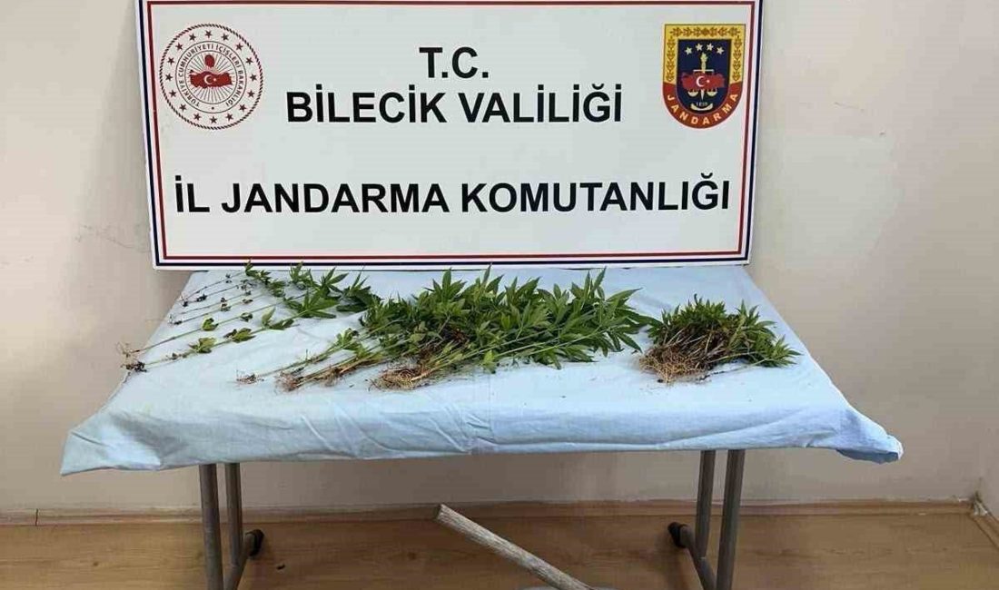 Bilecik’te ormanlık alana kenevir ekimi yapan şüpheli jandarmanın uzun takibi