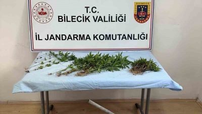 Bilecik’te ormanlık alana kenevir ekimi yapan şüpheli jandarmanın uzun takibi
