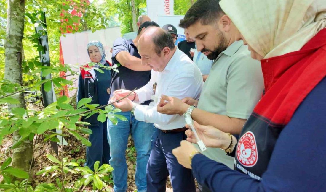 Savaşçı arılar kahverengi kokarcalar için salındı Fındık üreticisinin ve çiftçinin kabusu kahverengi kokarca ile bitkisel mücadele