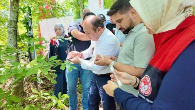 Fındık üreticisinin ve çiftçinin kabusu kahverengi kokarca ile bitkisel mücadele