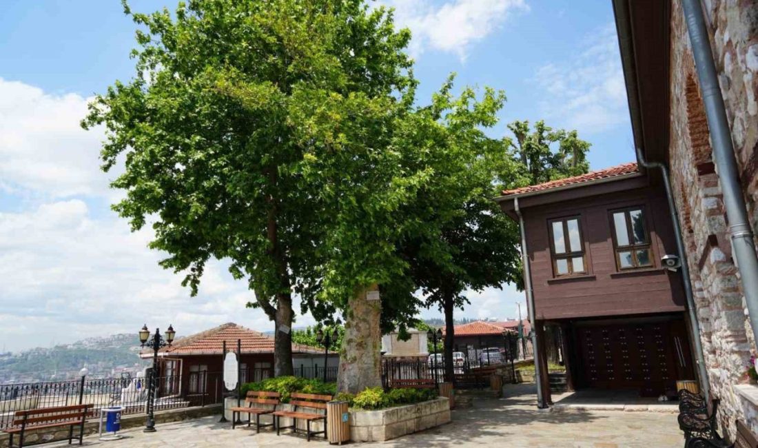 Sembol caminin 6 asırlık çınarı yıldırımlara rağmen ayakta Kocaeli’nin İzmit ilçesinde kente hakim bir tepede yer alan 694