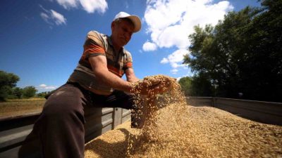 Kocaeli’de yem bitkisi tohumu desteğiyle ekilen arpalarda hasat dönemi başladı.