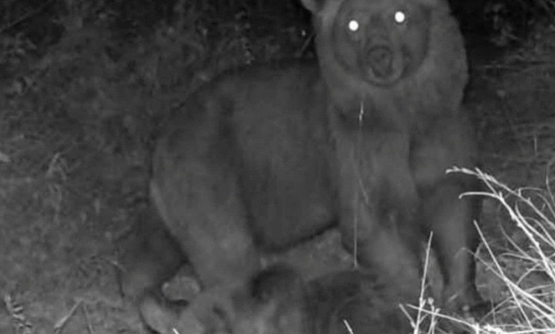 Kastamonu’nun Cide ilçesinde tapulu arazilerine fotokapan yerleştiren köylüler, kızıl geyik,