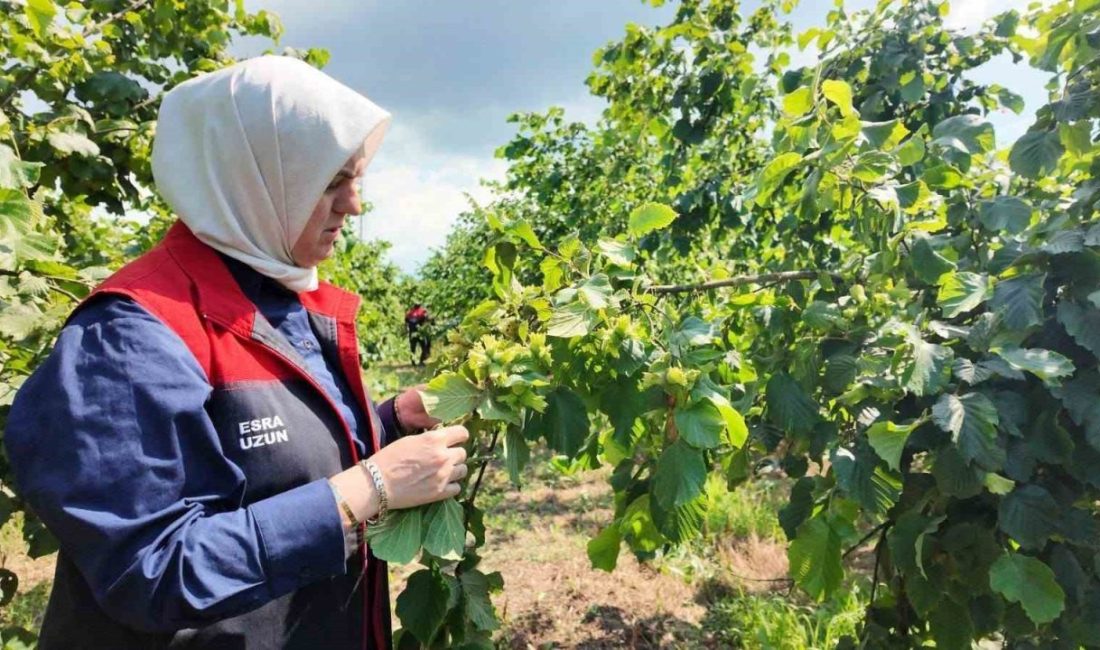 DÜZCE(İHA) – Düzce Tarım ve Orman İl Müdürü Esra Uzun,