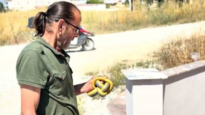 Sakarya’nın Kaynarca ilçesinde ev ve iş yerlerine giren yılanları hiçbir