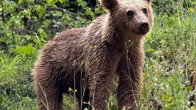 Kastamonu’nun Pınarbaşı ilçesinde yol kenarında bitkilerin kökleriyle beslenen ayı vatandaşlar