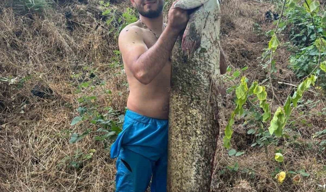 Bilecik’in Osmaneli ilçesinde Sakarya Nehri’nde yaklaşık 40 kilogram ağırlığında dev