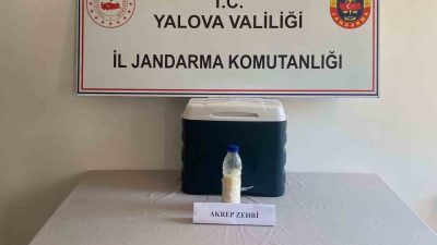 Gramı altından katbekat değerli olduğu belirtilen akrep zehri, Yalova’da jandarmanın