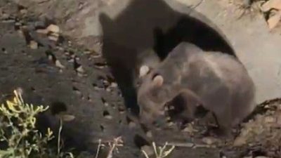 Kastamonu’da aracın çarptığı ayı vatandaşlar tarafından görüntülendi. Bir süre sonra