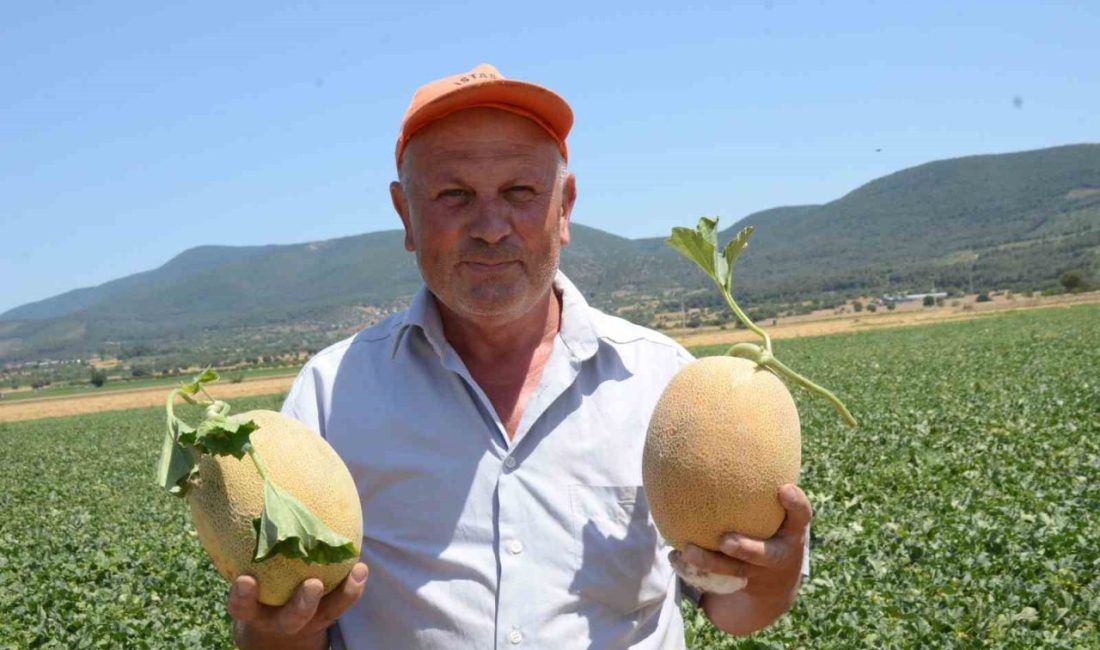 Bilecik’in ünlü Medetli kavununun hasadı başladı Bilecik’te yetişen ve aromasıyla ünlenen ’Medetli Kavunu’ hasadı başlarken, kavun