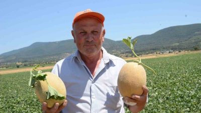 Bilecik’te yetişen ve aromasıyla ünlenen ’Medetli Kavunu’ hasadı başlarken, kavun