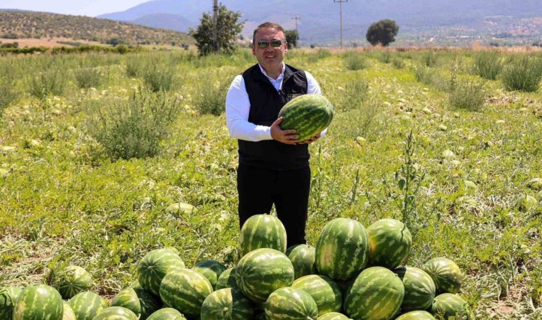 Bilecik’in bu yıl 62 bin 176 ton karpuz hasadı bekleniyor.
