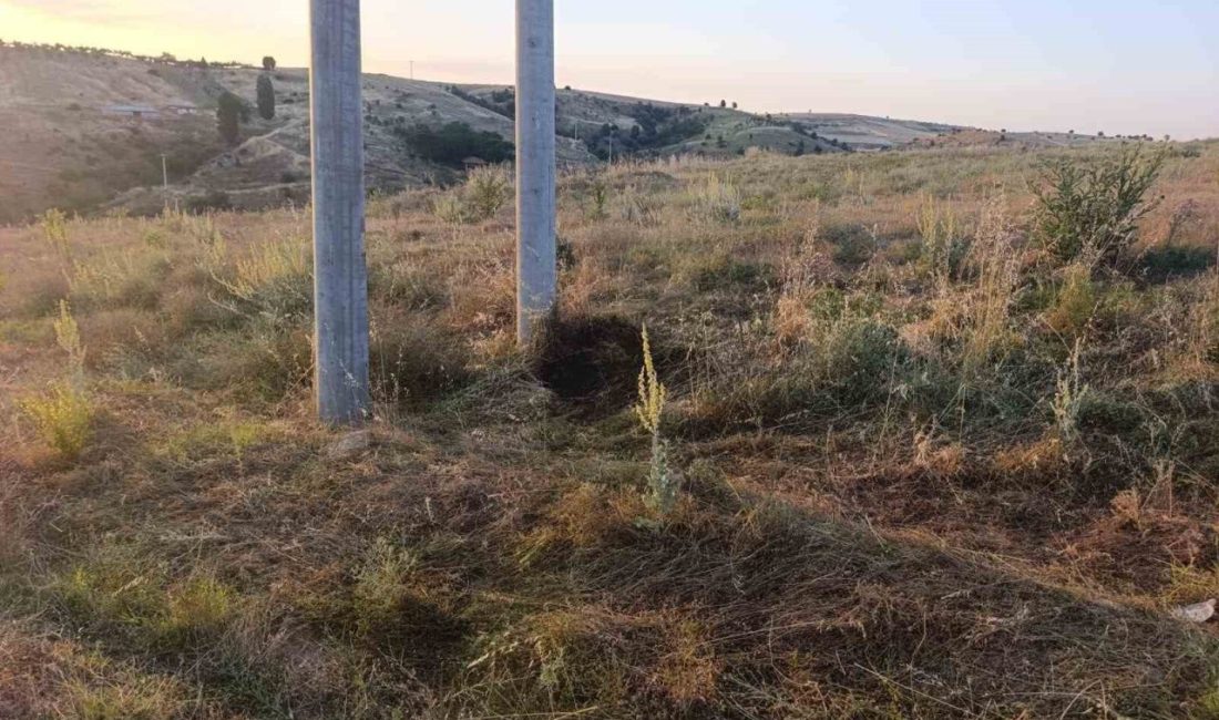Bilecik’te elektrik akımına kapılan kuş yangına sebep oldu. Olay, Bilecik’in