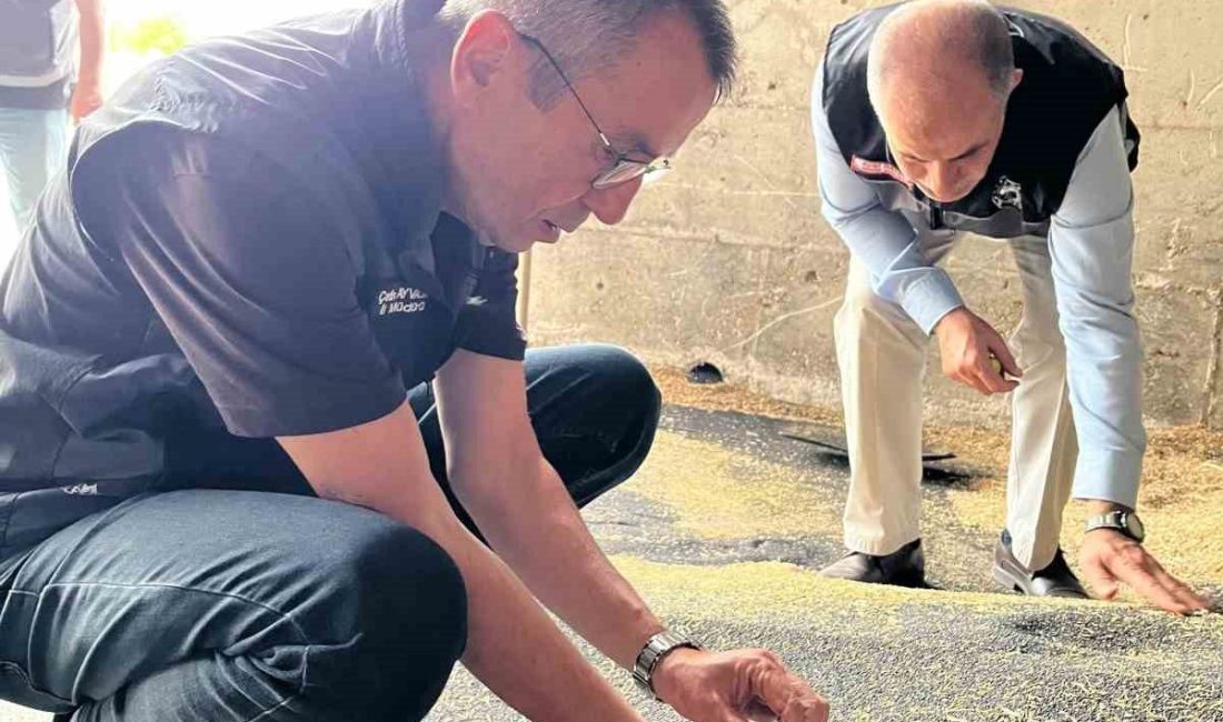 Bilecik’te hasat sezonunun başlamasıyla birlikte kanola ve ayçiçeği tohumu alımları