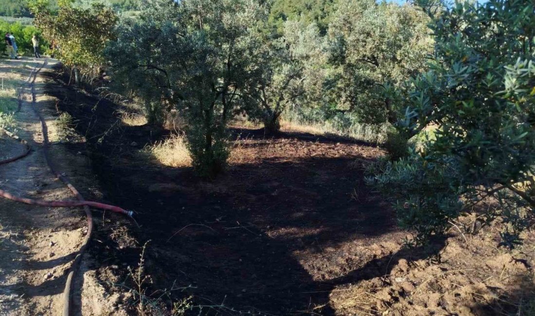 Bilecik’in Osmaneli ilçesinde zeytin tarlasında çıkan yangın kontrol altına alınarak