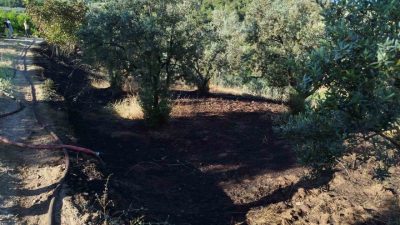 Bilecik’in Osmaneli ilçesinde zeytin tarlasında çıkan yangın kontrol altına alınarak