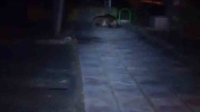 Bolu’nun Kıbrıscık ilçesinde gece saatlerinde çocuk parkına giren ayı, cep