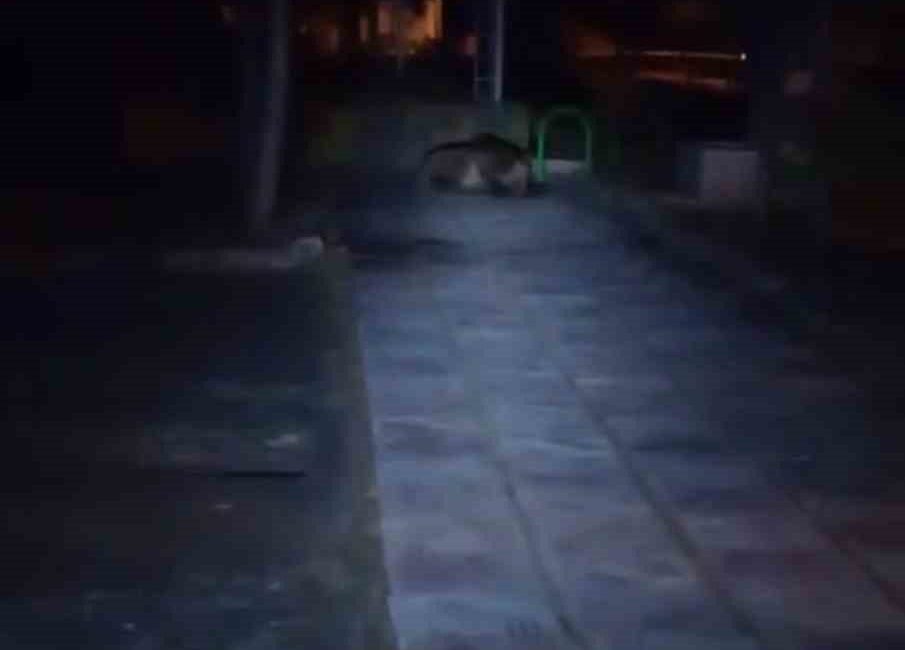 Bolu’nun Kıbrıscık ilçesinde gece saatlerinde çocuk parkına giren ayı, cep