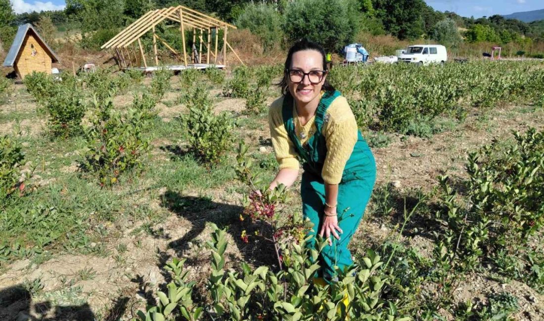 Bolu’nun Mudurnu ilçesinde aronya meyvesi yetiştiren girişimci Öykü Özbay Coşkun,