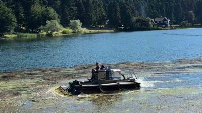 Bolu’nun doğa harikası Gölcük Tabiat Parkı’nda göl yüzeyini kaplayan istilacı
