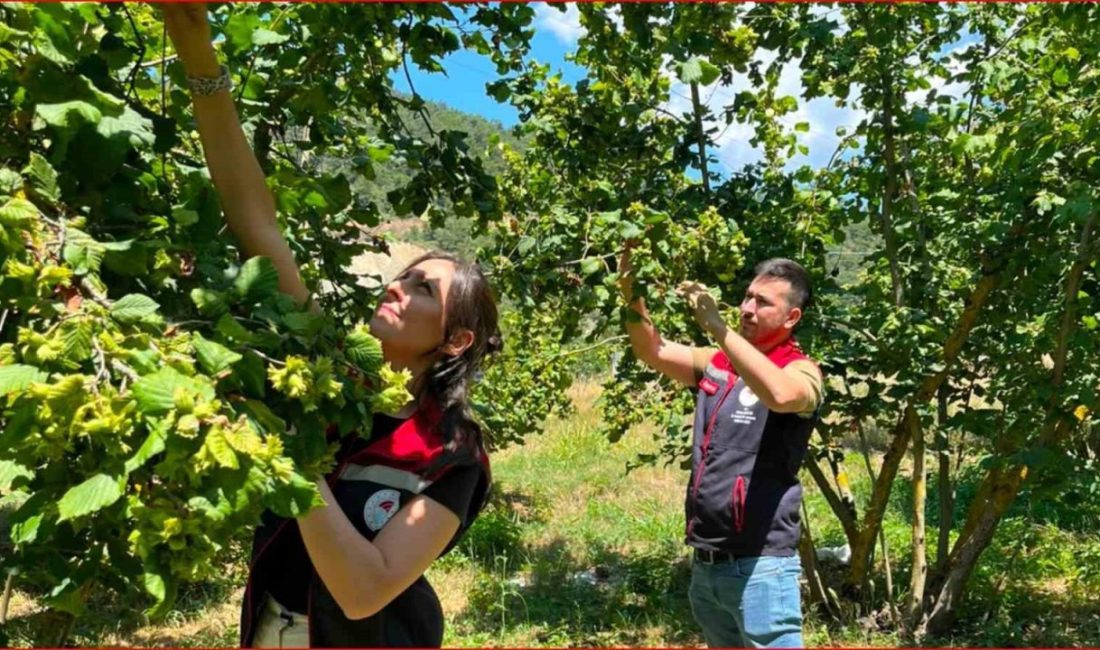 Bolu’nun fındık rekoltesi için sahadan veri toplandı Bolu’da 2026 yılı fındık rekoltesinin belirlenmesine yönelik saha çalışmaları tamamlandı.