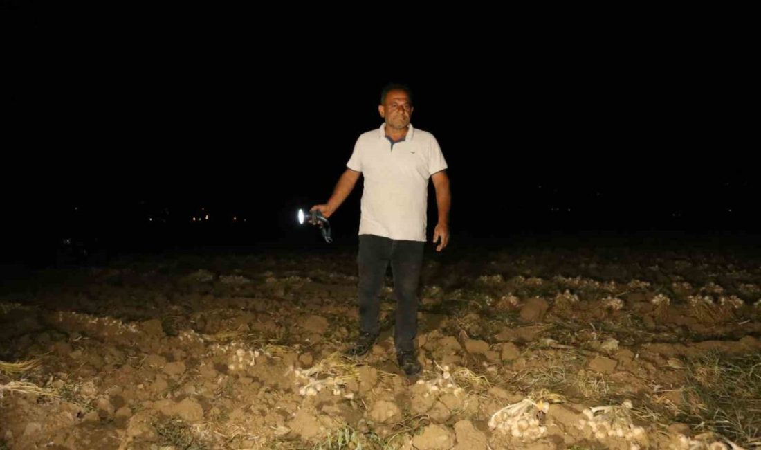 Çiftçilerin “beyaz altın” nöbeti: Bir yıllık emekleri için sabaha kadar tarlada bekliyorlar Kastamonu’nun Taşköprü ilçesinde hasadı yapılan ve tarlalarda kurumaya bırakılan dünyaca