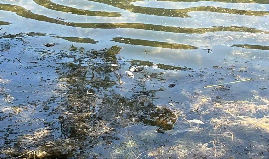 Doğa harikası Gölcük Tabiat Parkı’nda balık ölümleri yaşandı Bolu’nun incisi olarak bilinen ve kent merkezine 10 kilometre uzaklıkta
