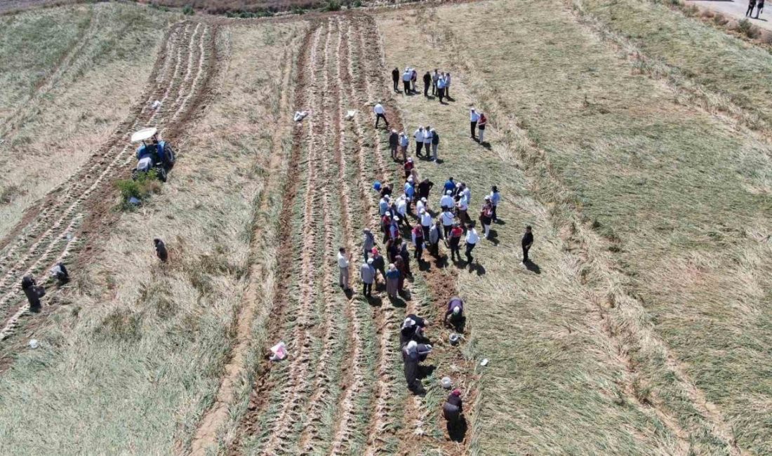 Dünyaca ünlü Taşköprü sarımsağının hasadı başladı Avrupa Birliği (AB) tarafından coğrafi işaret belgesiyle tescillenen ve aroması