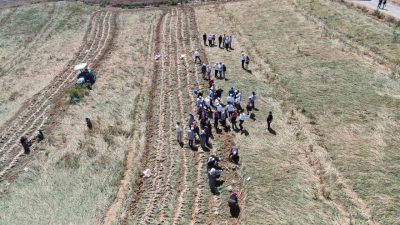Avrupa Birliği (AB) tarafından coğrafi işaret belgesiyle tescillenen ve aroması