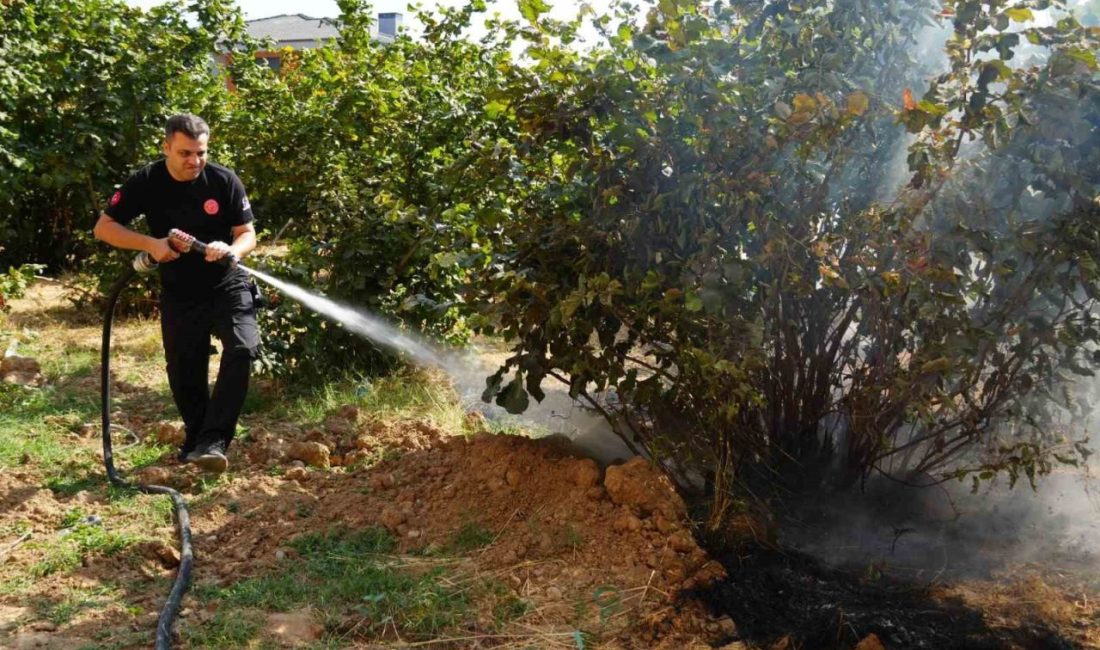 Düzce İtfaiyesi 3 ayda 300 anız yangınına müdahale etti Düzce Belediyesi İtfaiye Müdürlüğü, son 3 ayda 300 anız yangınına