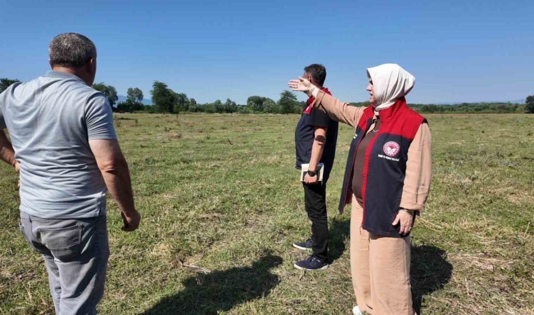 Düzce’de 400 dönümlük merada ıslah çalışması tamamlandı, otlatma kapasitesi iki