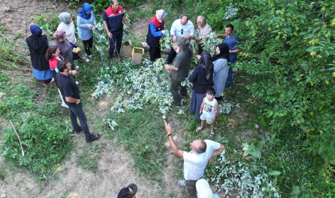 Düzce Merkez’e bağlı Güven Köyü’nde doğal floranın önemli ürünlerinden biri