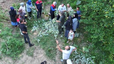 Düzce Merkez’e bağlı Güven Köyü’nde doğal floranın önemli ürünlerinden biri