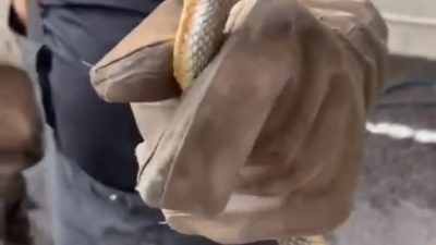 Yalova’ya Yenikapı-Yalova feribotuyla gelen bir araçta yılan bulunduğu ihbarı üzerine