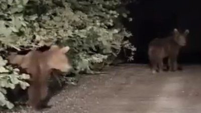 Kastamonu’da otomobil ile seyir halindeyken yoldaki iki yavru ayıyla karşılaşan