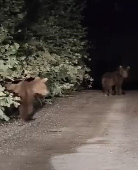 Gece yarısı ayılarla karşılaşan vatandaşlar panik yaşadı: O anlar kamerada Kastamonu’da otomobil ile seyir halindeyken yoldaki iki yavru ayıyla karşılaşan
