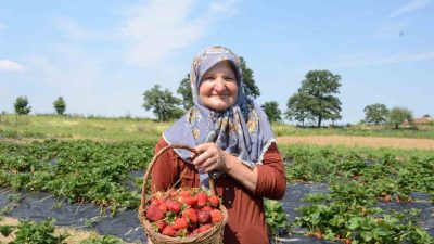 Bilecik’te hobi olarak 2 dönüm çilek yetiştirmeye başlayan Yalçın Nar,