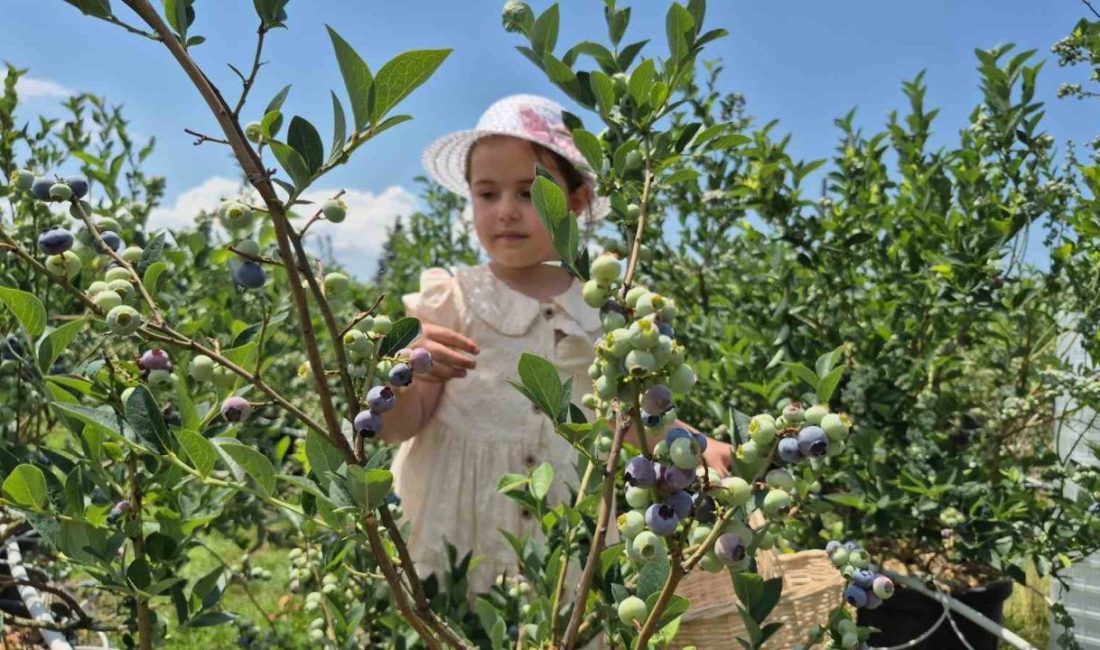 DÜZCE (İHA) – Düzce’de fındığa alternatif ürün arayışıyla 10 dönüm