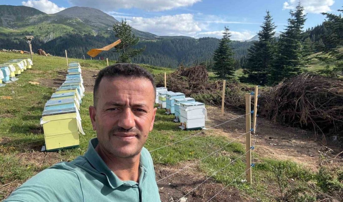 Koruma altındaki gelincik, Ilgaz Dağı’nda cep telefonuyla görüntülendi. Kastamonu-Çankırı sınırındaki