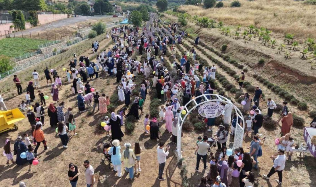 Lavanta kokuları eşliğinde hasat yaptılar Çayırova’da bu yıl ikincisi gerçekleştirilen lavanta hasadı şenliği, renkli görüntülere