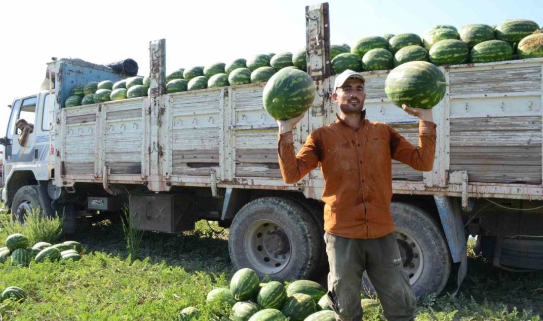Bilecik’in Osmaneli ilçesinde üretilen coğrafi işaretli karpuzda hasadı devam derken,