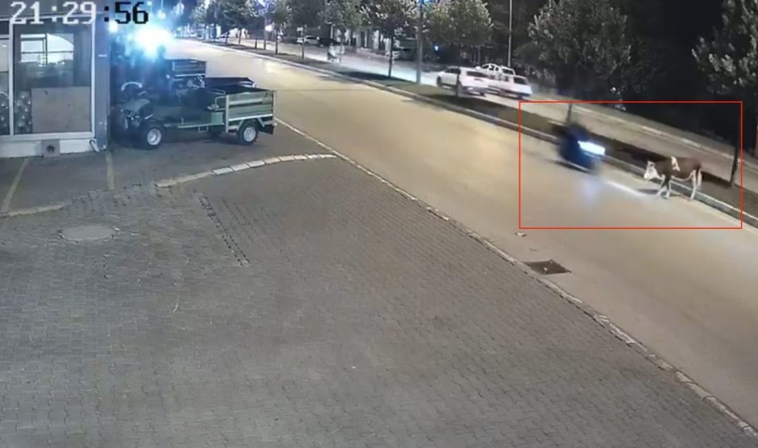 Düzce’de seyir halindeki motosikletli bir anda yola çıkan büyükbaş hayvana