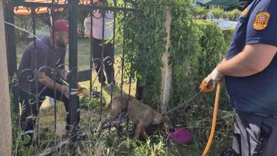 DÜZCE(İHA) – Düzce’nin Cumayeri ilçesinde demir parmaklıklara sıkışarak mahsur kalan