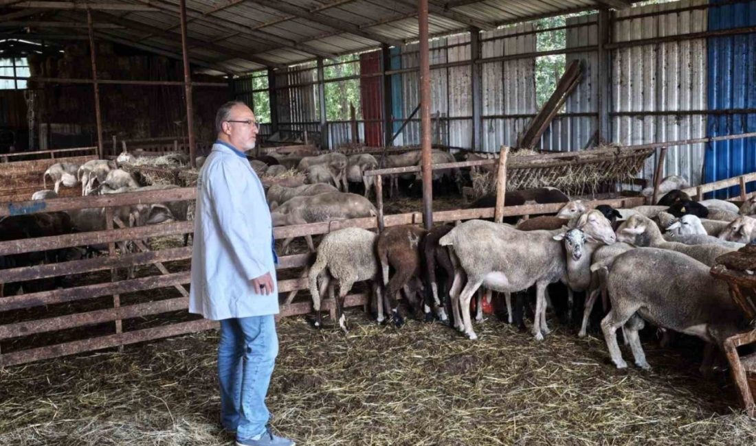 Kocaeli Büyükşehir Belediyesi, kent genelinde hayvancılıkla uğraşan üreticilere yönelik hibe