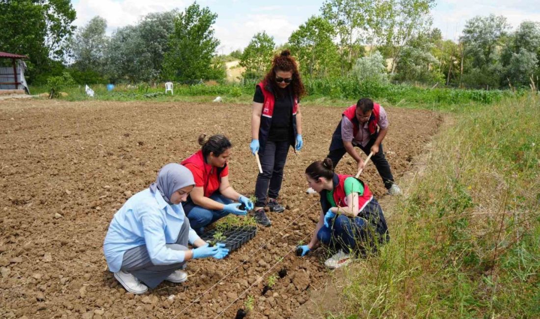 Kastamonu’da üniversite kampüsünde kurulan serada yetiştirilen aromatik bitki fideleri çiftçilere