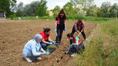 Kastamonu’da üniversite kampüsünde kurulan serada yetiştirilen aromatik bitki fideleri çiftçilere