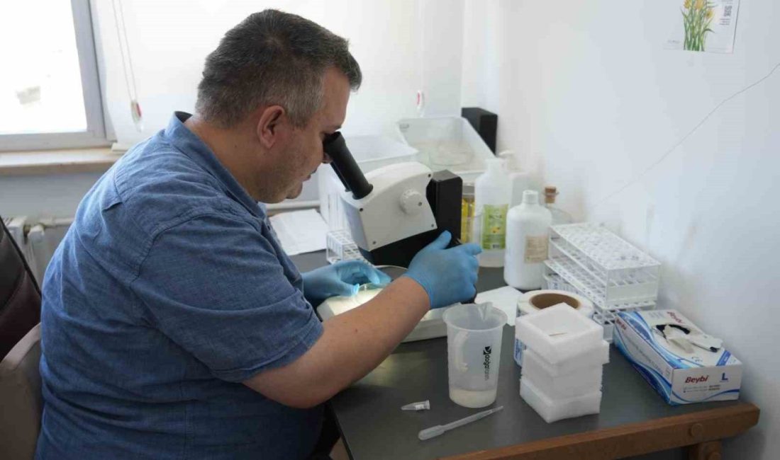 Son günlerde gündeme gelen dev çekirgelerle ilgili konuşan Kastamonu Üniversitesi