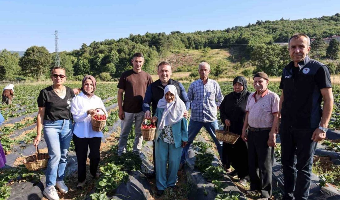Bilecik Valisi Faik Oktay Sözer, huzurevi sakinleriyle çilek hasadı yaptı.