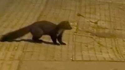 Yalova şehir merkezinde görülen sansar, vatandaşları şaşırttı. Şehit Ömer Faydalı